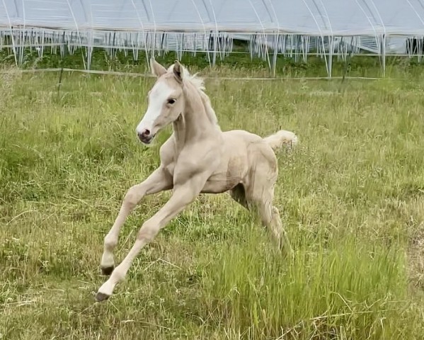 Potro de Marquise Pleasure Rimazi (Caballo de Deporte Anglo-Europeo, 2025, de Mighty Pleasure KB) Potro de Marquise Pleasure Rimazi (Caballo de Deporte Anglo-Europeo, 2025, de Mighty Pleasure KB)
