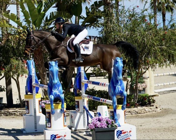 jumper Rodan 14 (Belgian Warmblood, 2017, from Extra)