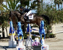 jumper Rodan 14 (Belgian Warmblood, 2017, from Extra)