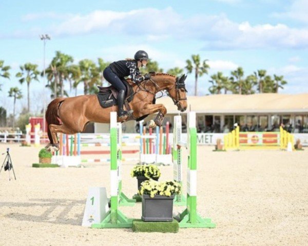 Springpferd Nova-Ley T (KWPN (Niederländisches Warmblut), 2018, von Cape Coral Rbf Z)