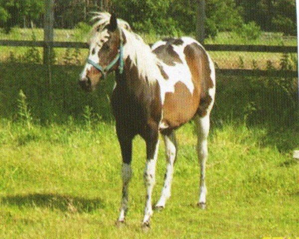 Pferd Cate´s Running Cotton (Paint Horse, 2008, von Kings Colored Breath)