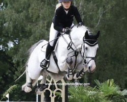 Springpferd Grey Silk (Hannoveraner, 2012, von Grey Top)