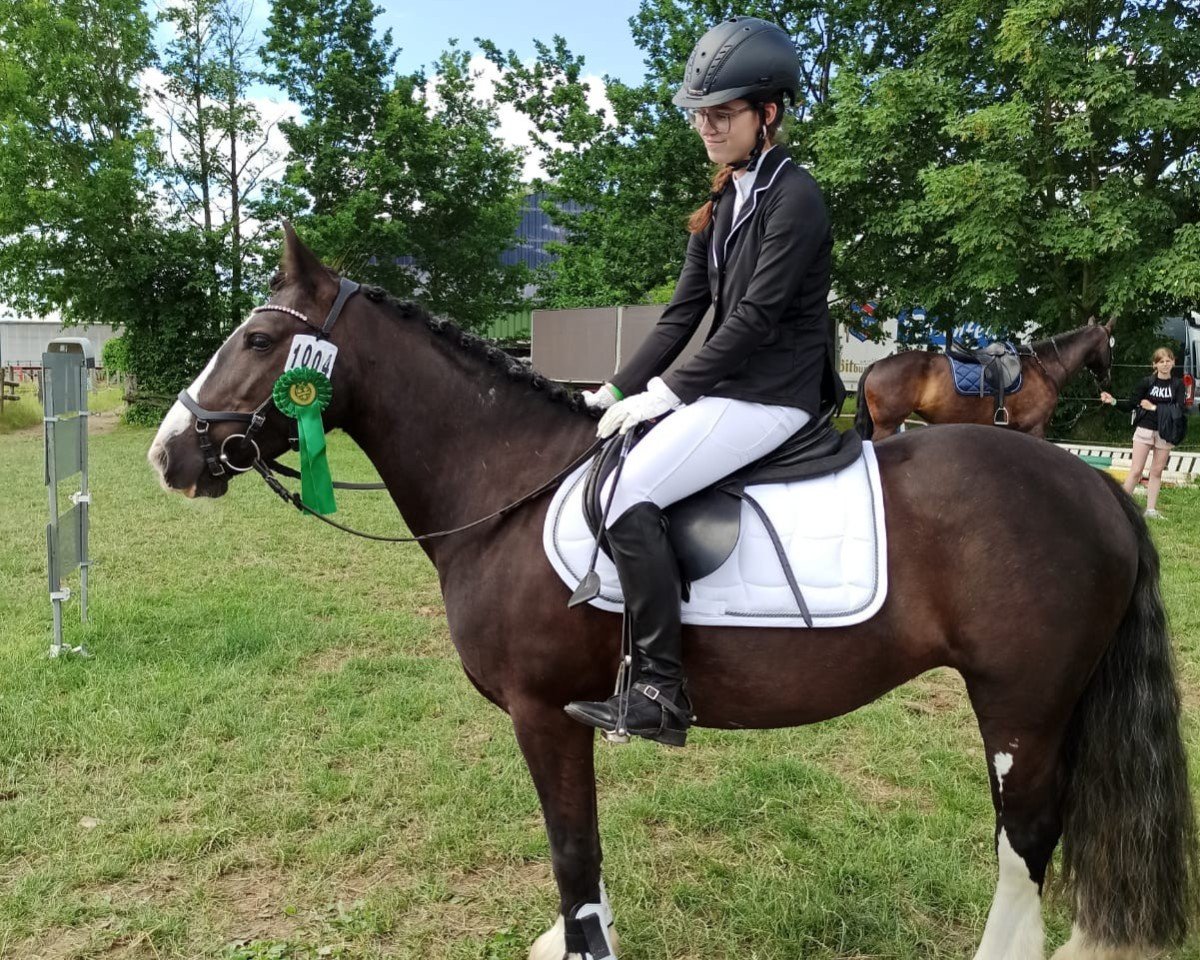 jumper Forgotten Shadow (Tinker / Irish Cob / Gypsy Vanner, 2014)