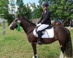 jumper Forgotten Shadow (Tinker / Irish Cob / Gypsy Vanner, 2014)