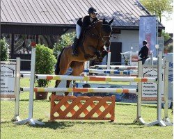 Springpferd Chanel 479 (Hannoveraner, 2012, von Check In 2)