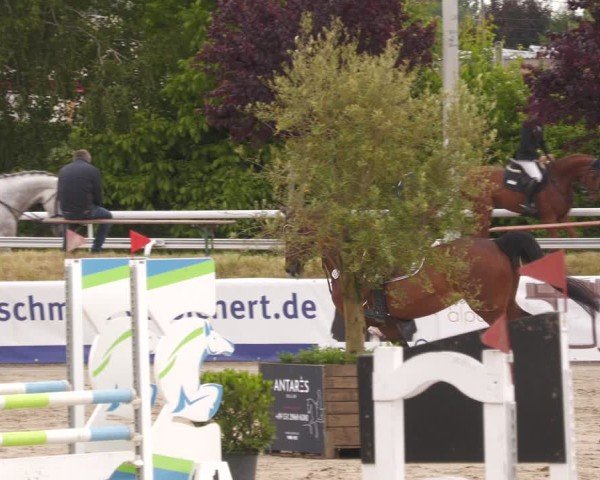 Reitturnier Bornheim-Widdig 2025