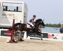 Springpferd Arthur 78 (Pony ohne Rassebezeichnung, 2012)