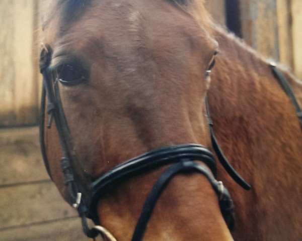 broodmare Galatea (Hanoverian, 1983, from Galan)