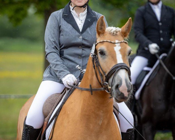 Dressurpferd Nando 583 (Edelbluthaflinger, 2019) Dressurpferd Nando 583 (Edelbluthaflinger, 2019)