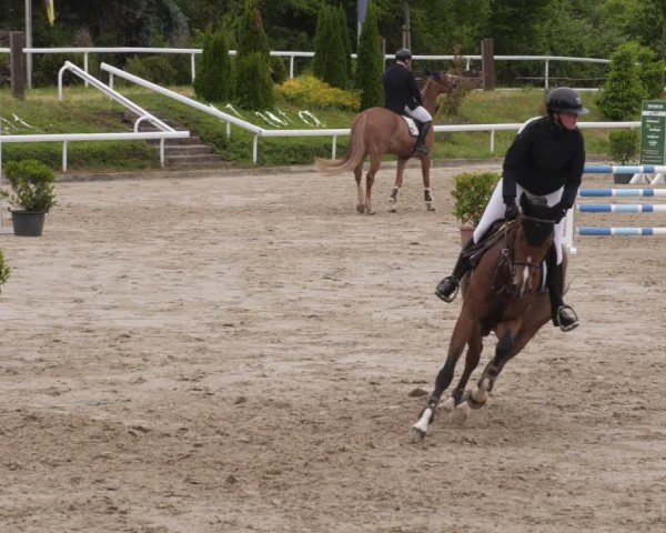 Reitturnier Bornheim-Widdig 2025