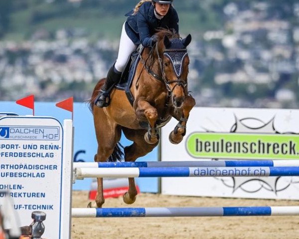 jumper Cordino Von Eichmatt CH (Swiss Warmblood, 2011, from Coronino)