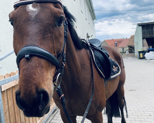 jumper Matador 229 (Polish Warmblood, 2010, from Azer)