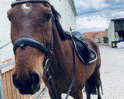 jumper Matador 229 (Polish Warmblood, 2010, from Azer)