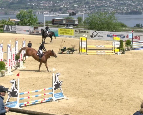 Reitturnier Wädenswil 2025