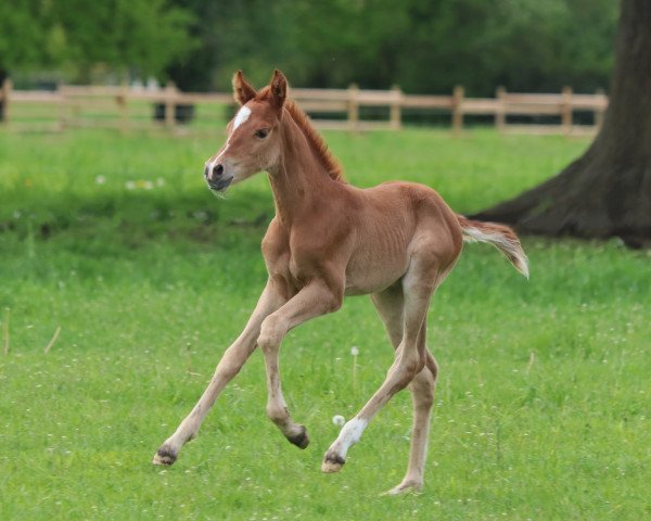 horse Die kleine Motte Lu (German Riding Pony, 2021, from Cosmopolitan NRW) horse Die kleine Motte Lu (German Riding Pony, 2021, from Cosmopolitan NRW)