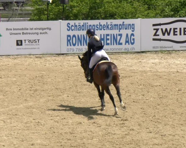 Reitturnier Wädenswil 2025