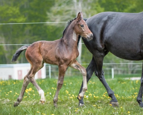 horse Jazzou Bernayla (Oldenburg, 2021, from Bernay)