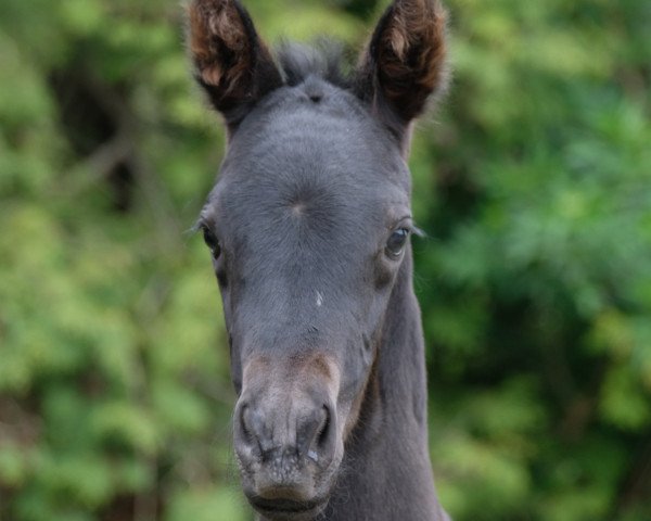 horse Firlefranz II (Oldenburg, 2021, from Franziskus FRH)