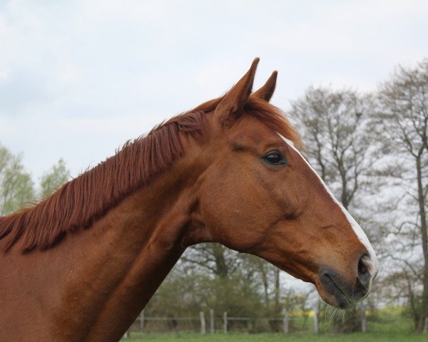 horse Sir Samson 12 (Oldenburg, 2010, from Sir Donnerhall II OLD)