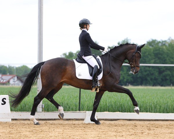dressage horse Jeversche Prinzessin R (Oldenburg, 2016, from Bon Coeur)