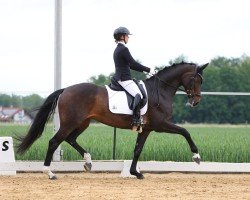 dressage horse Jeversche Prinzessin R (Oldenburg, 2016, from Bon Coeur)