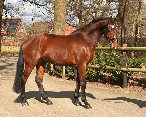 Pferd Fredo Deluxe (Hannoveraner, 2021, von Fusionist)