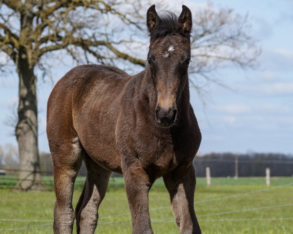 broodmare Chubana SB (Westphalian, 2021, from Chubakko)