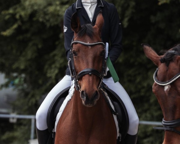 horse Leonardo 875 (German Sport Horse, 2004)