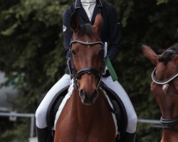 horse Leonardo 875 (German Sport Horse, 2004)