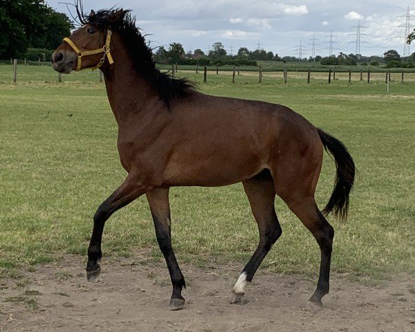horse Eddi (Westphalian, 2023, from Escolar)