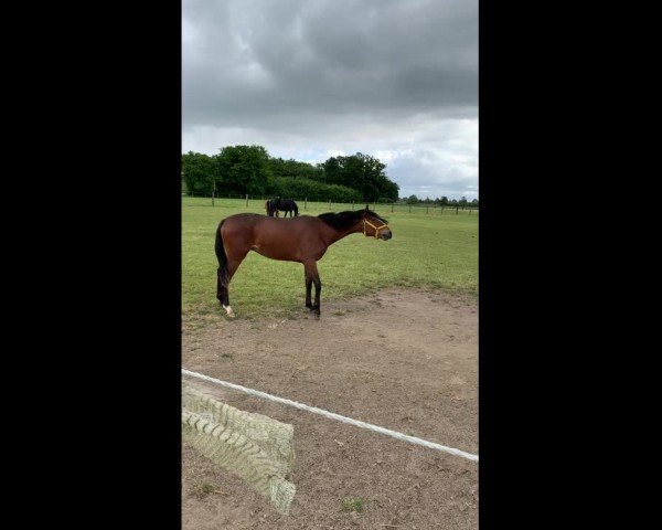 Video of Eddi