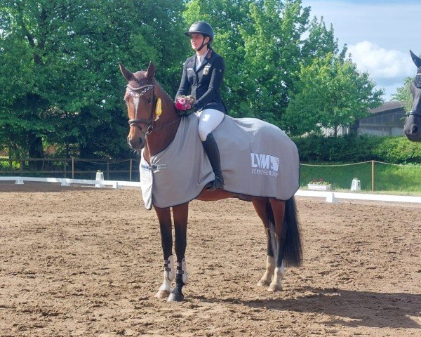 horse Von Herzen SK (Hanoverian, 2021, from Vaderland OLD)