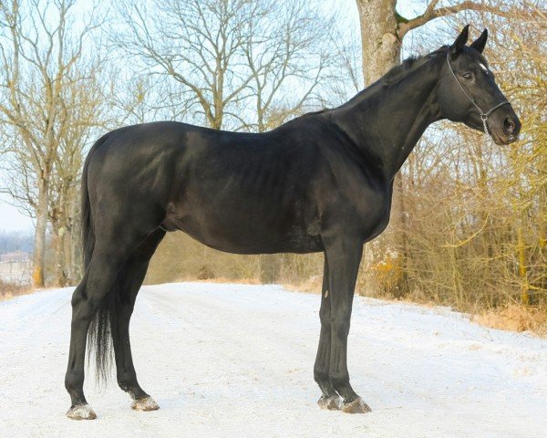 stallion Weresk (Russian Trakehner, 2004, from Sabo) stallion Weresk (Russian Trakehner, 2004, from Sabo)