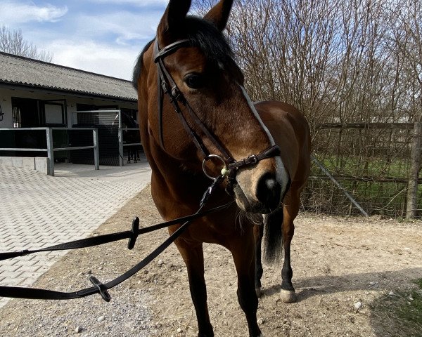 jumper Eire Flexibelle (Irish Sport Horse, 2013, from Flexible)