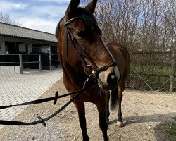 jumper Eire Flexibelle (Irish Sport Horse, 2013, from Flexible)