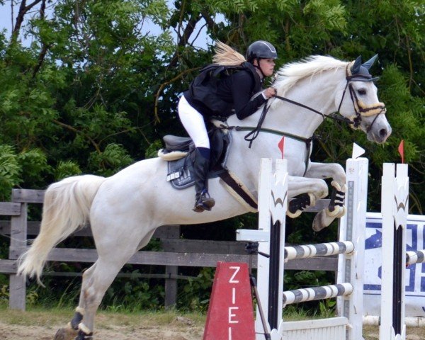 Springpferd Coletta 39 (Holsteiner, 2010, von Cachas)