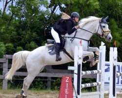 jumper Coletta 39 (Holsteiner, 2010, from Cachas)