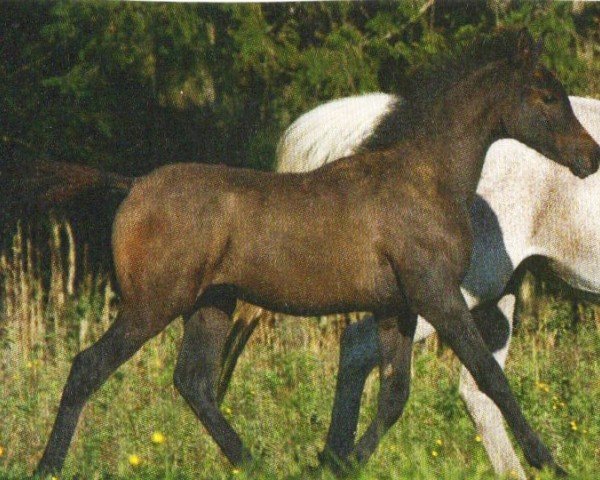 horse Elenion (Arabian, 2010, from Bey Shy ox)
