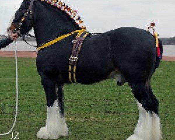 Deckhengst Moorfield Edward (Shire, 1992, von Hillmoor Prince Charles (Hillmoor Prince Charlie))