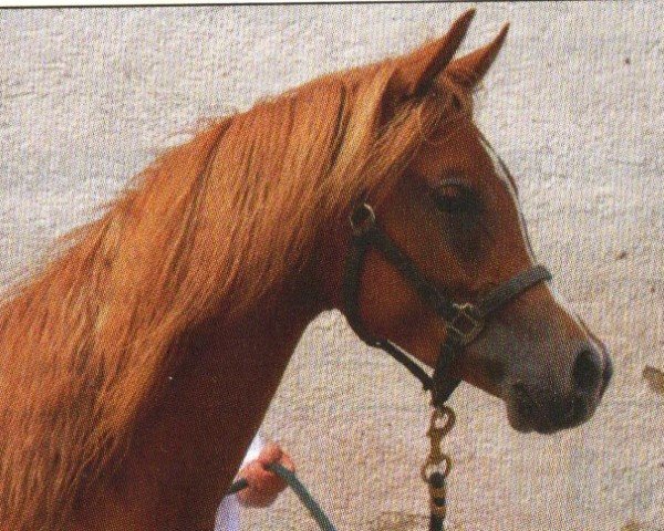 Pferd Armani (Araber, 2009, von Ajman Moniscione ox)