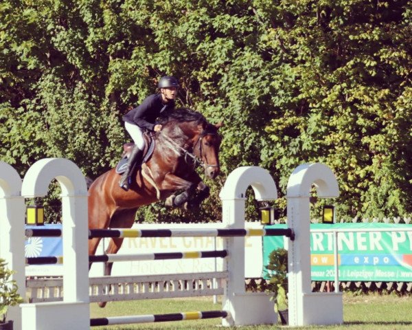 Springpferd Alcapone 26 (Deutsches Sportpferd, 2009, von Asculep)