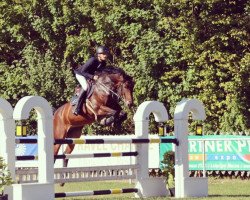 jumper Alcapone 26 (German Sport Horse, 2009, from Asculep)