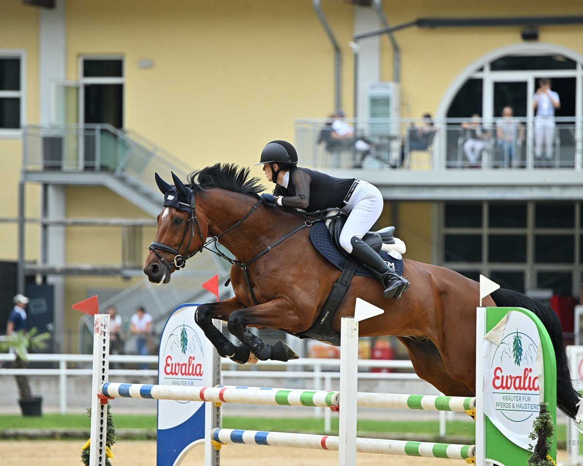 jumper Komaan Sm (KWPN (Royal Dutch Sporthorse), 2015, from Don Diablo HX)