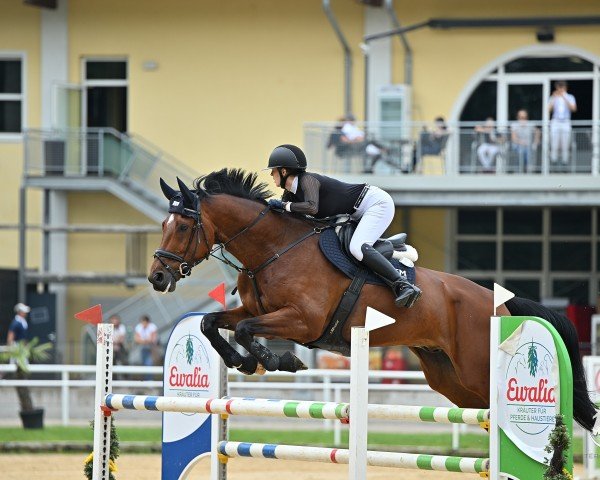 Springpferd Komaan Sm (KWPN (Niederländisches Warmblut), 2015, von Don Diablo HX)