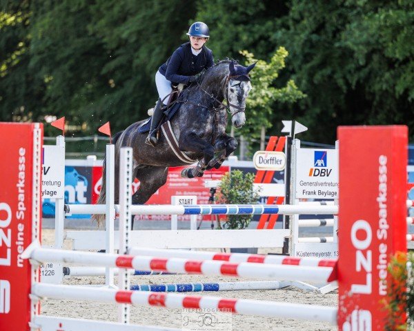 Springpferd Ceasar's Earl (Hannoveraner, 2019, von FS Cesarion)