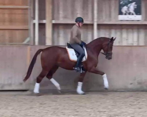 dressage horse Femme Fantastique Vr (Hanoverian, 2018, from Tannenhof's Fahrenheit)