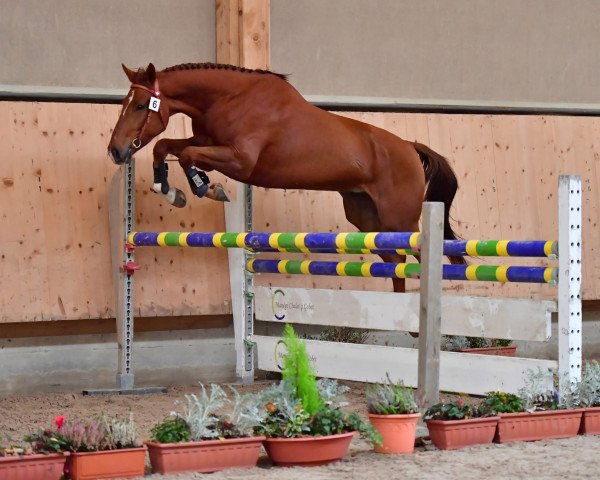 Springpferd On Y VA CH (Schweizer Warmblut, 2016, von Orphee de Nantuel Hn)