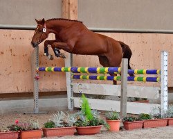 jumper On Y VA CH (Swiss Warmblood, 2016, from Orphee de Nantuel Hn)
