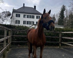 jumper Infinity 56 (Holsteiner, 2018)
