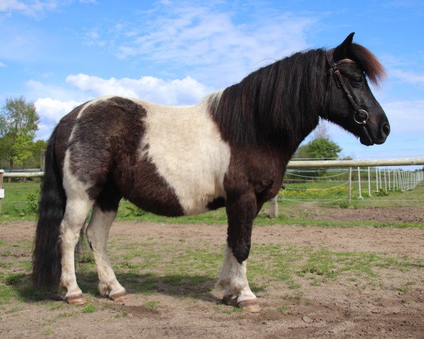 horse Vitano of Baltic Sea (Shetland Pony, 2010, from Vitus von der Ostsee)